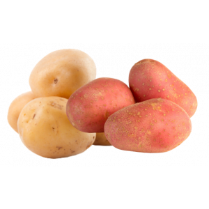 POMME TERRE NOUVELLE PT AU KG 